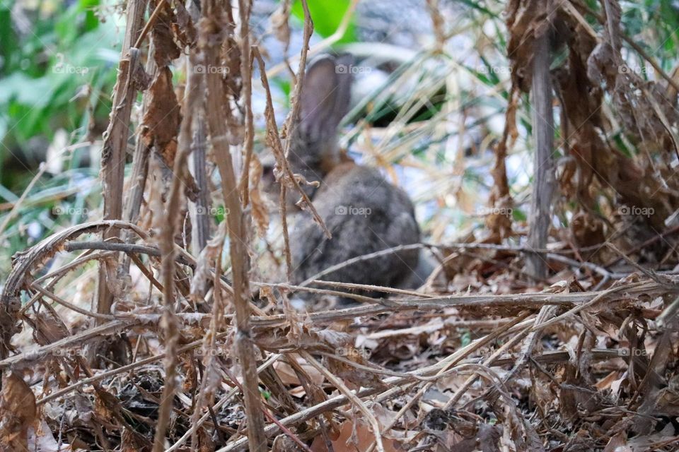 A wild rabbit in a wooded part of the city of Madrid