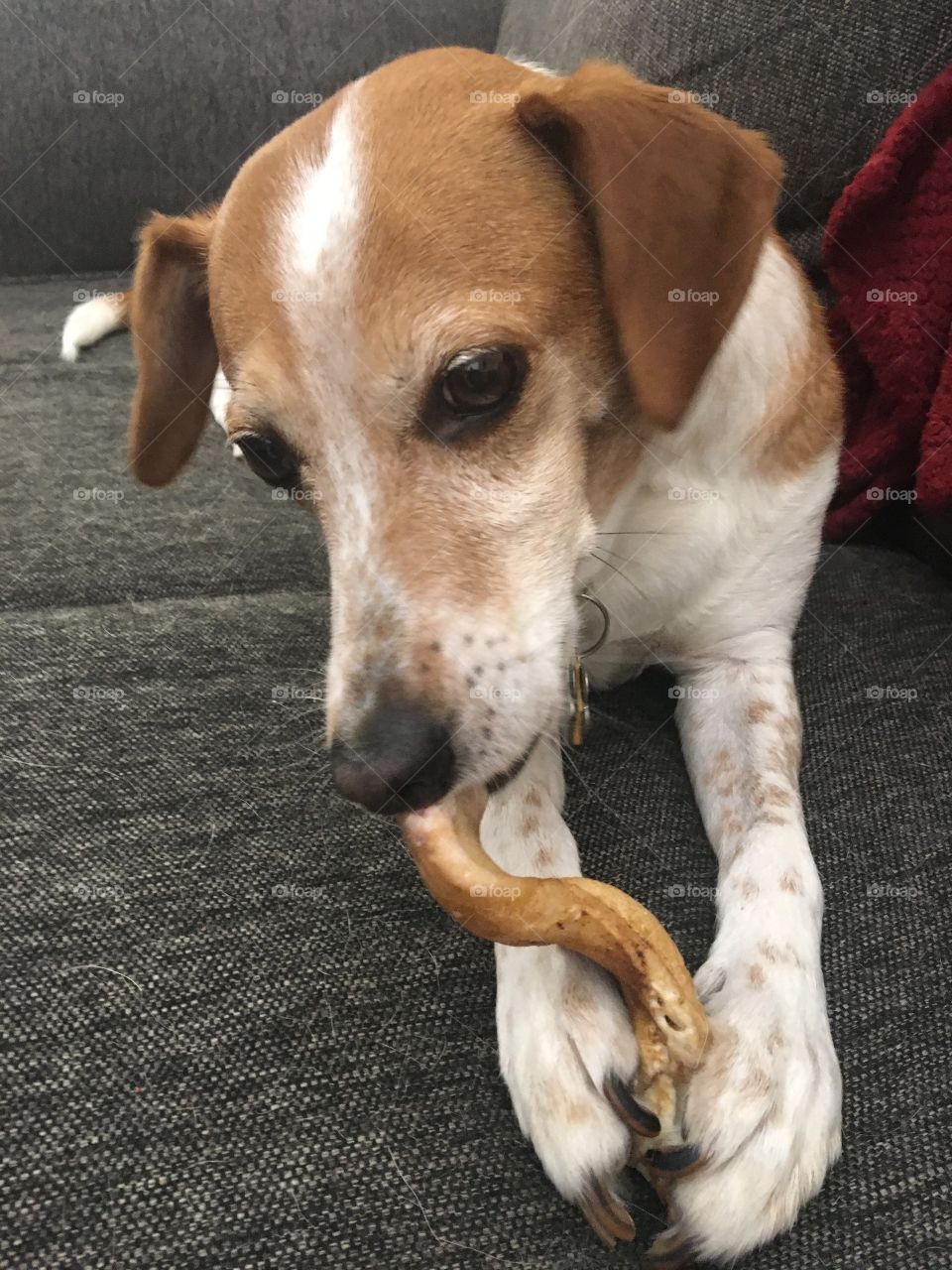 Beagle cute dog with bone toy