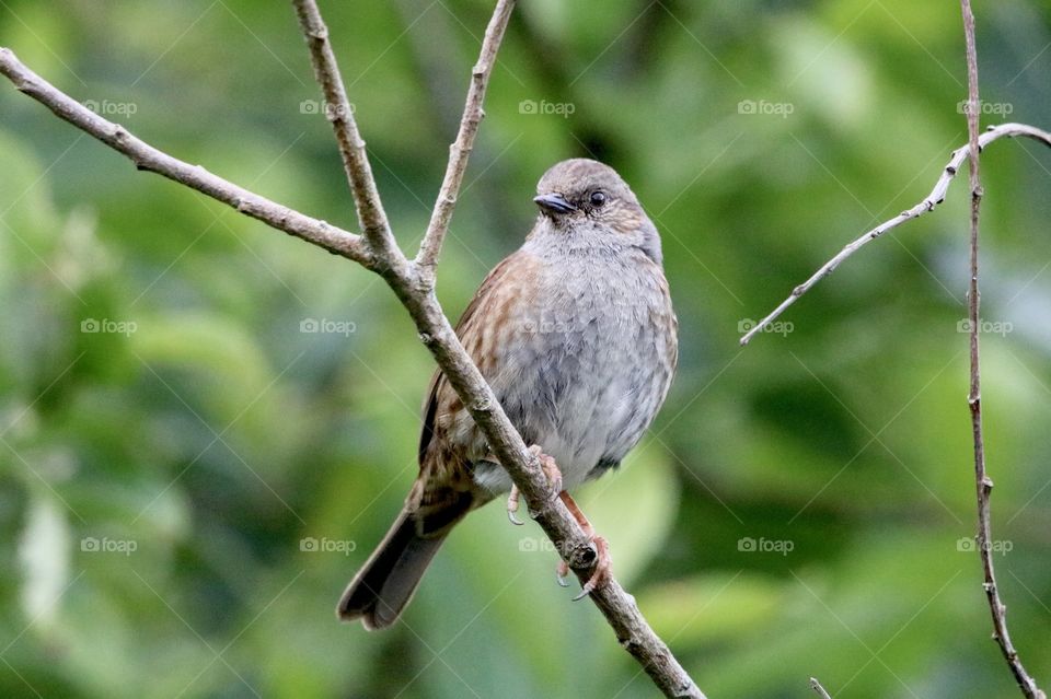 bird on a branch