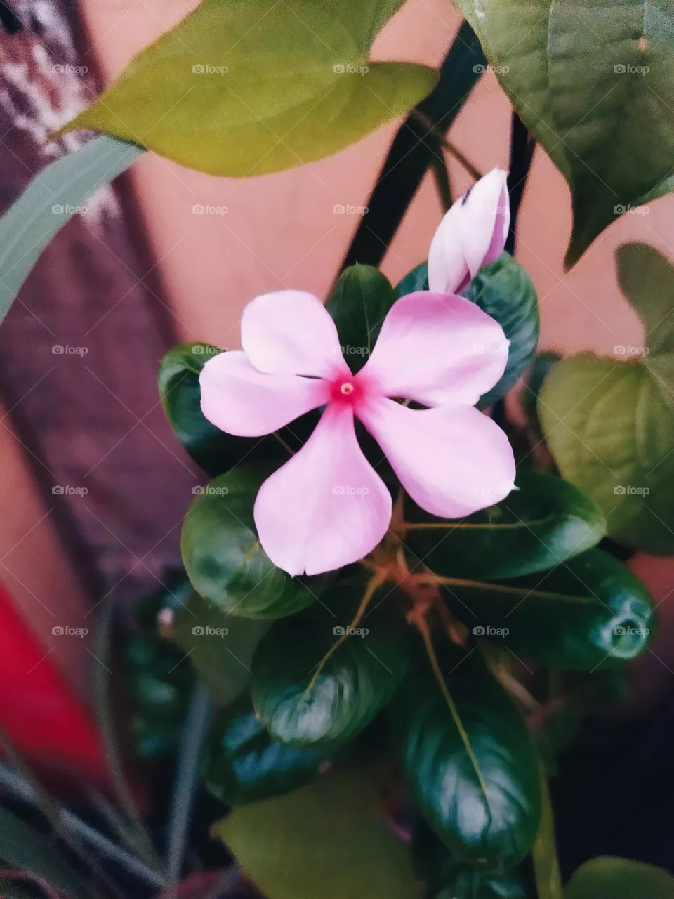 🌸