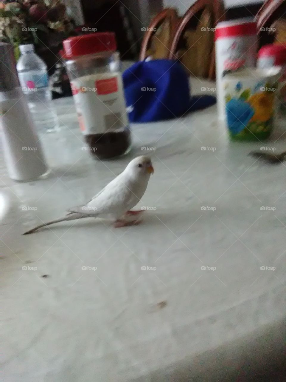 Birdy out in the breakfast table