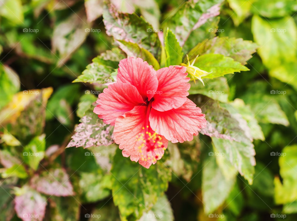 Flower. Red flower tropical