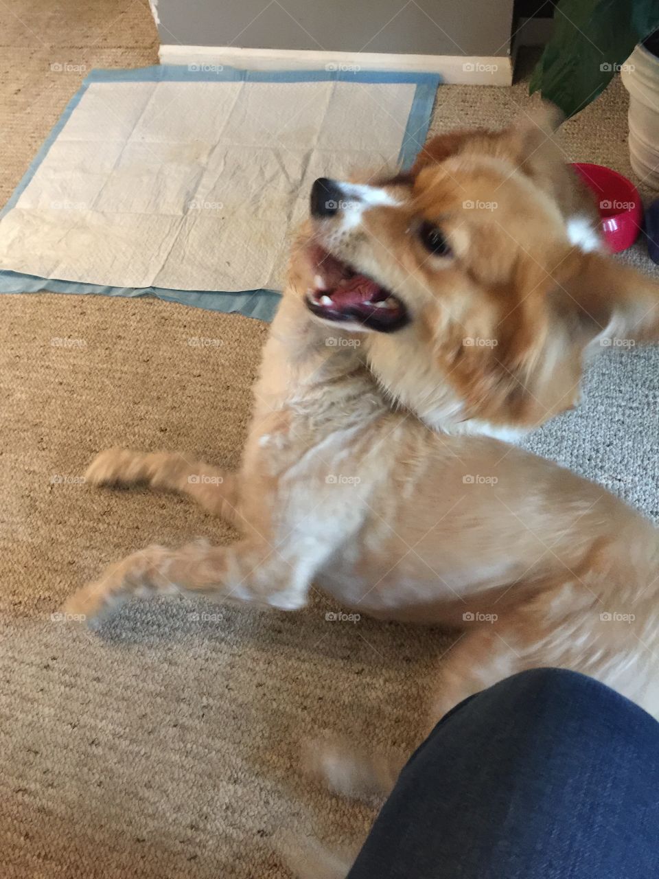 Cute corgi playing with a poodle cross dog.