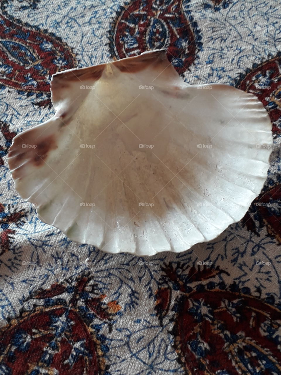 inside of a sunlit  sea shell  on a table cloth