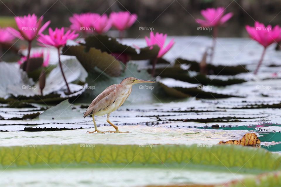 Bird standing on a lotus leaf waiting for a fish.