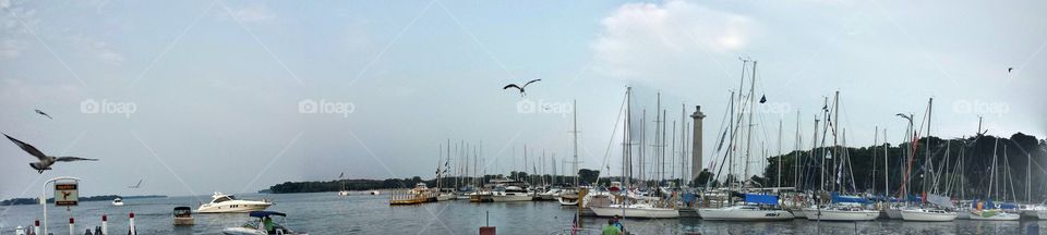sail boats. seagull