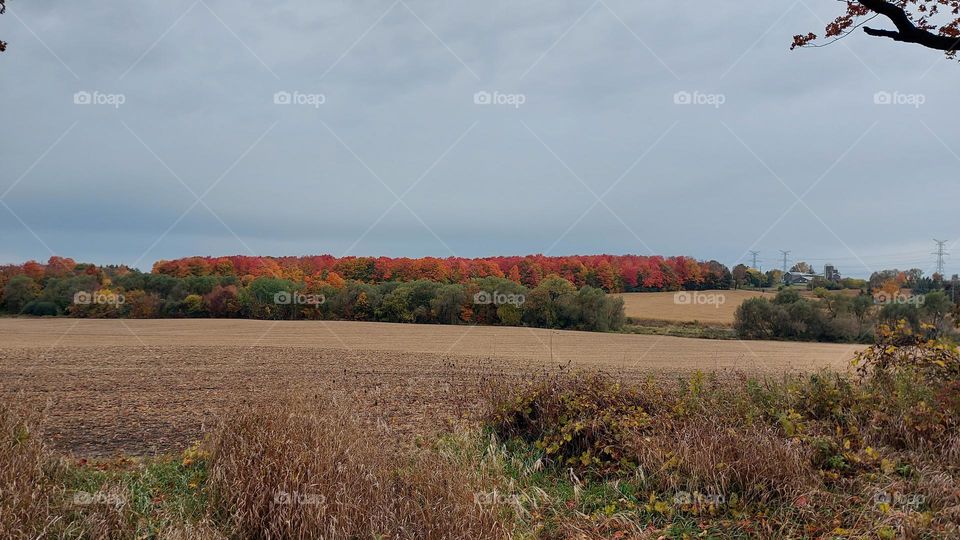farm field