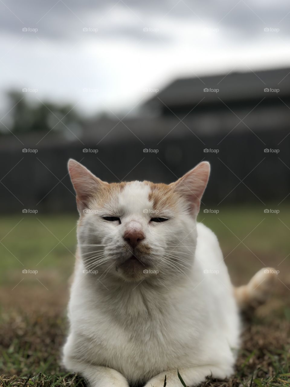 Relaxed kitty on fall day