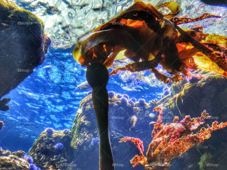 Pacific Kelp Forest. Undersea World Of California's Floating Kelp Forests
