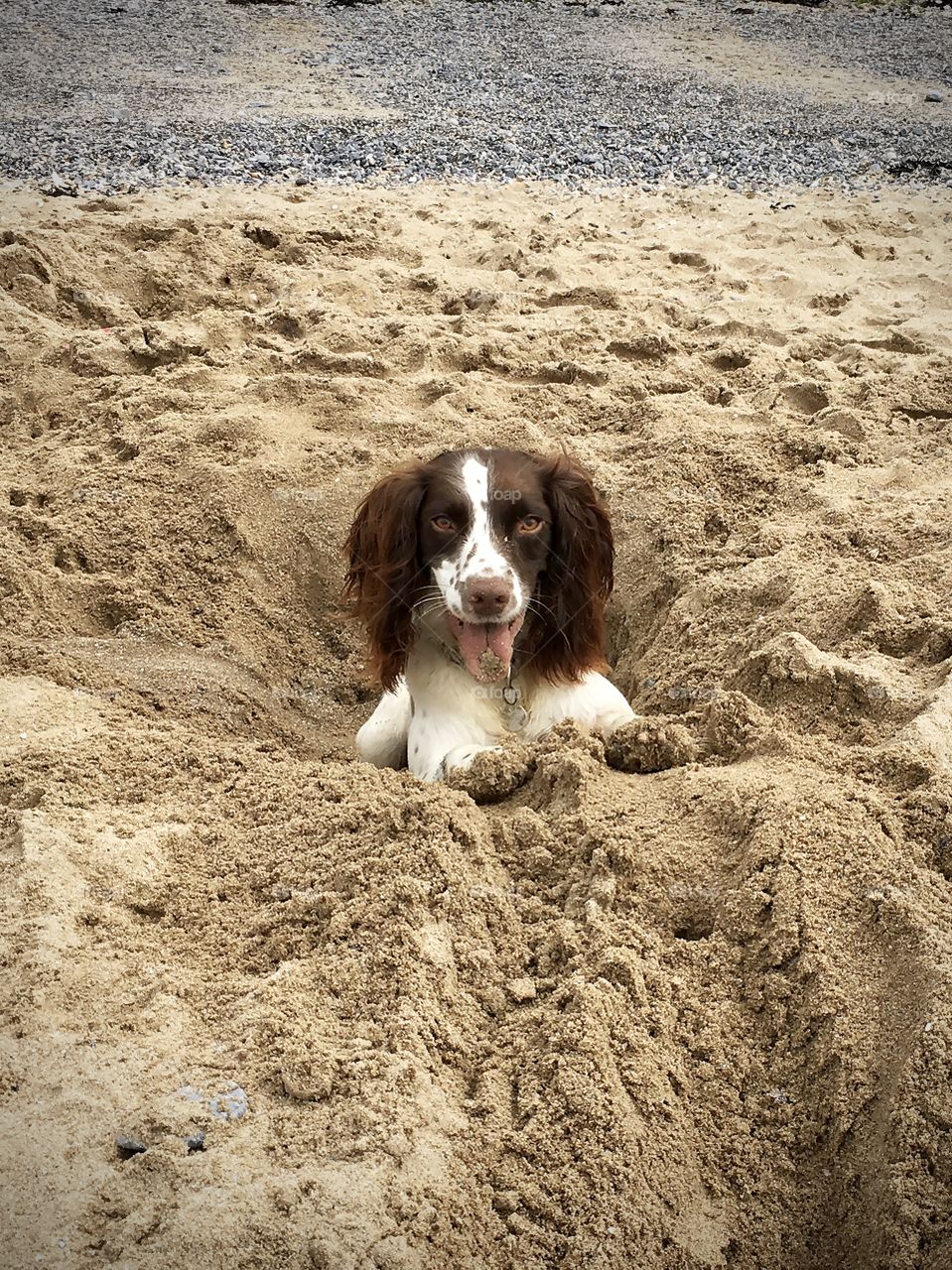 Springer spaniel dog in the sand 