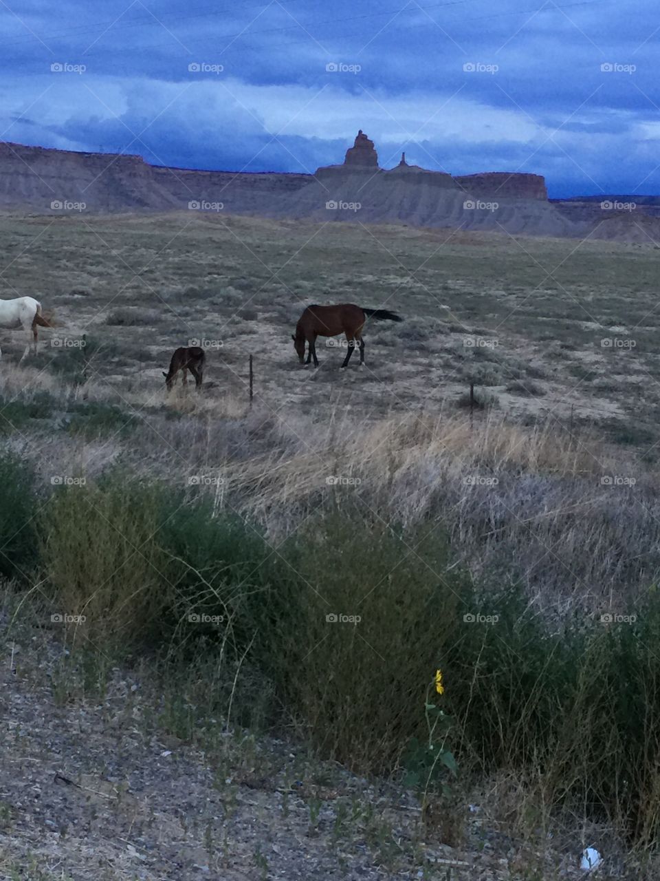 Scenic view landscape