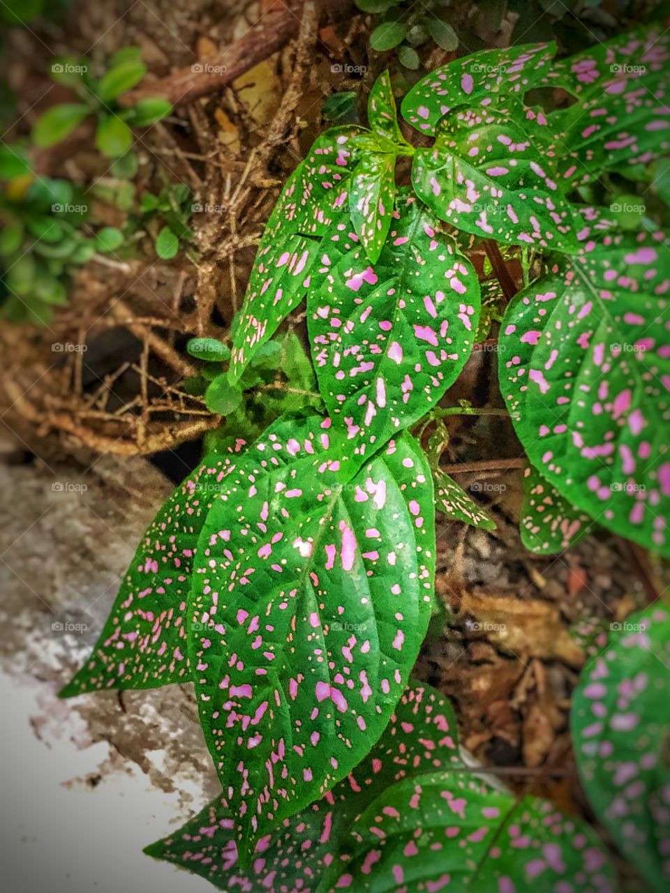 Green leaves with pink dots in the garden. It is called Araceae. It has a beautiful flower too, but even the leaves are different and beautiful, and deserve to be noticed.