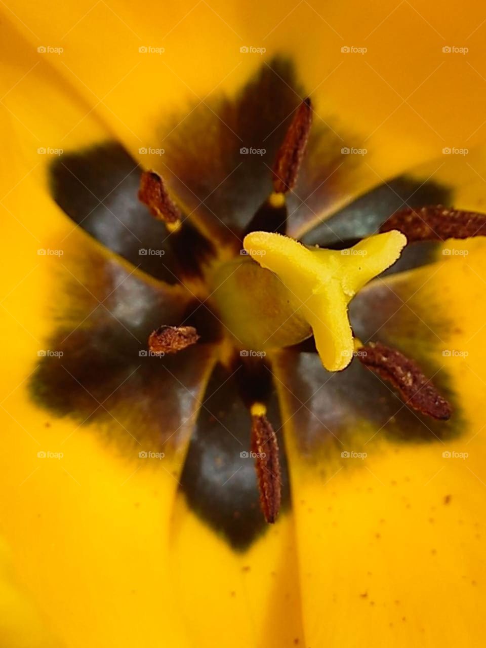 bright colors of a delicate and fragrant flower