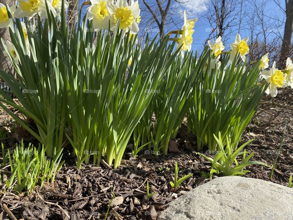 Daffodils 