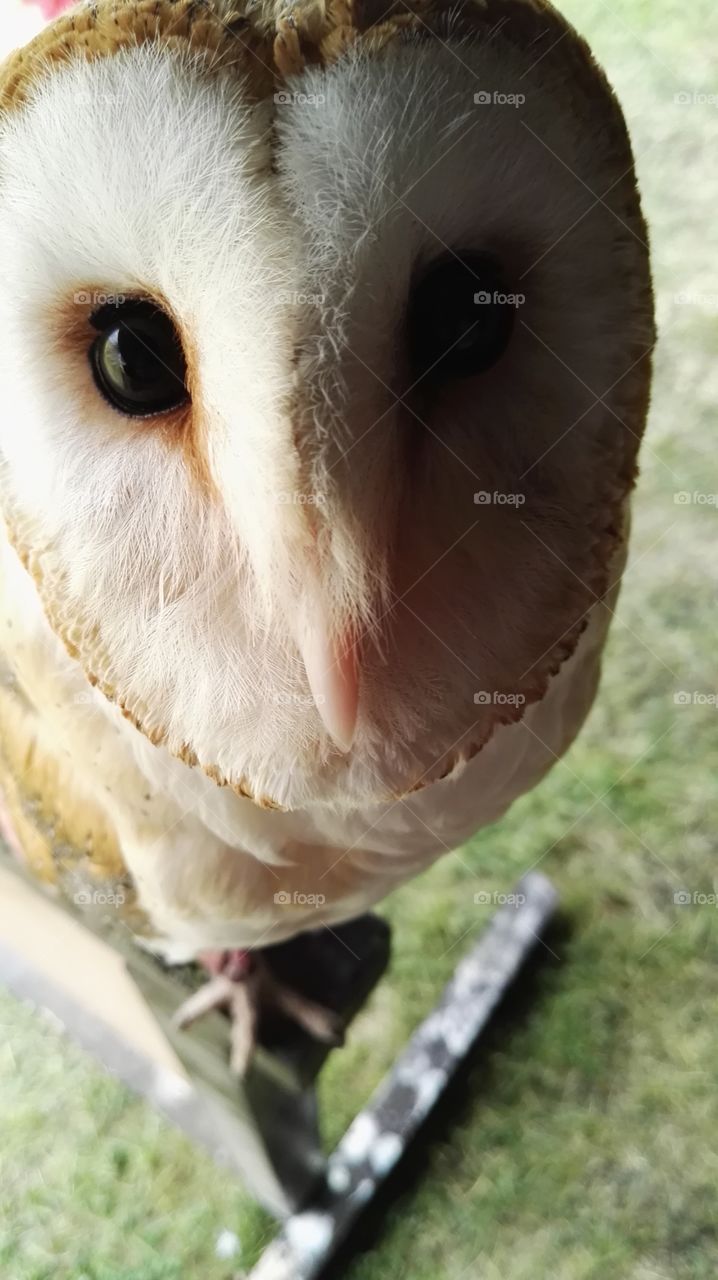 an owl on a stick looking at me