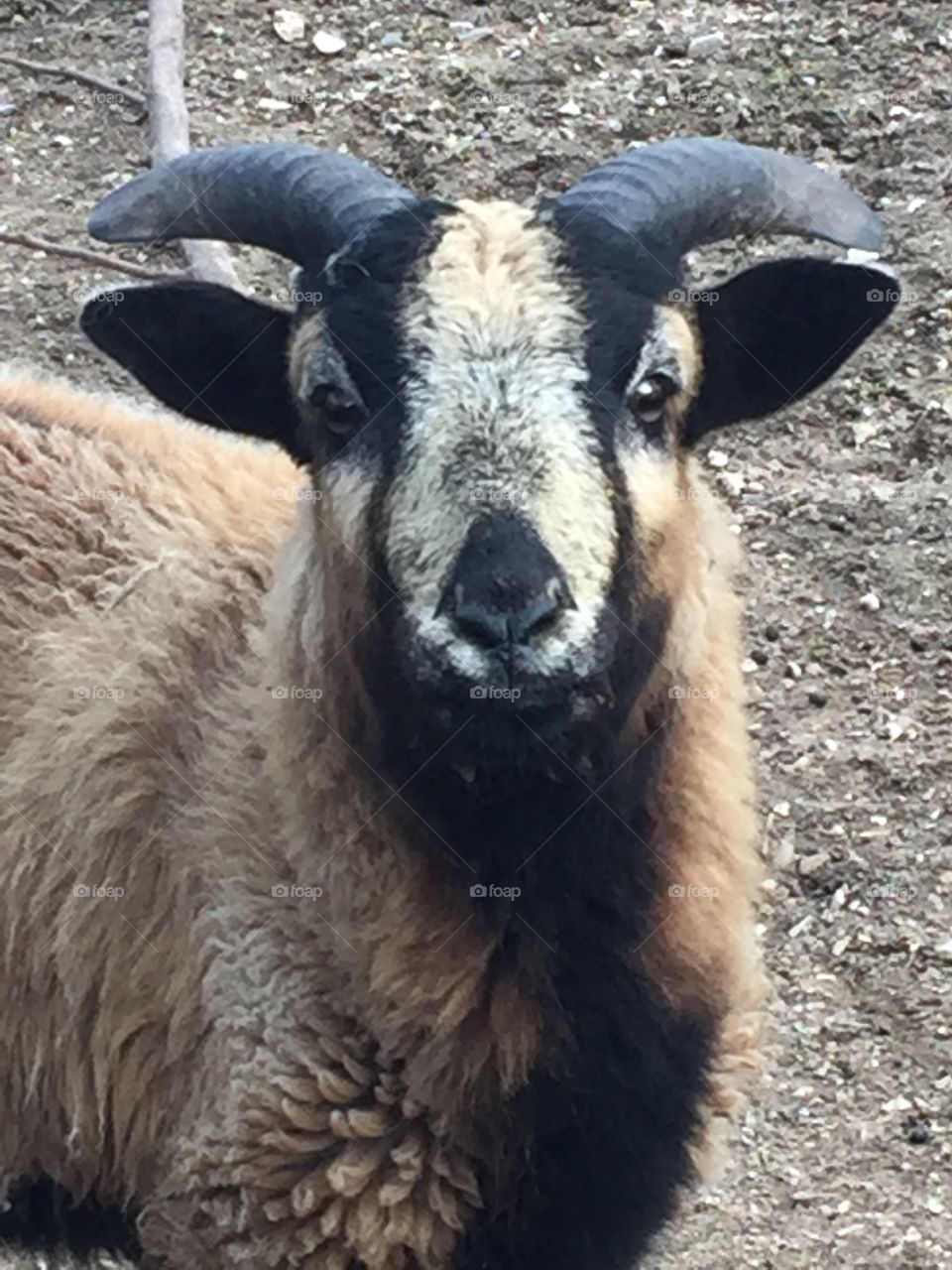 Mr. Goat - Close-Up