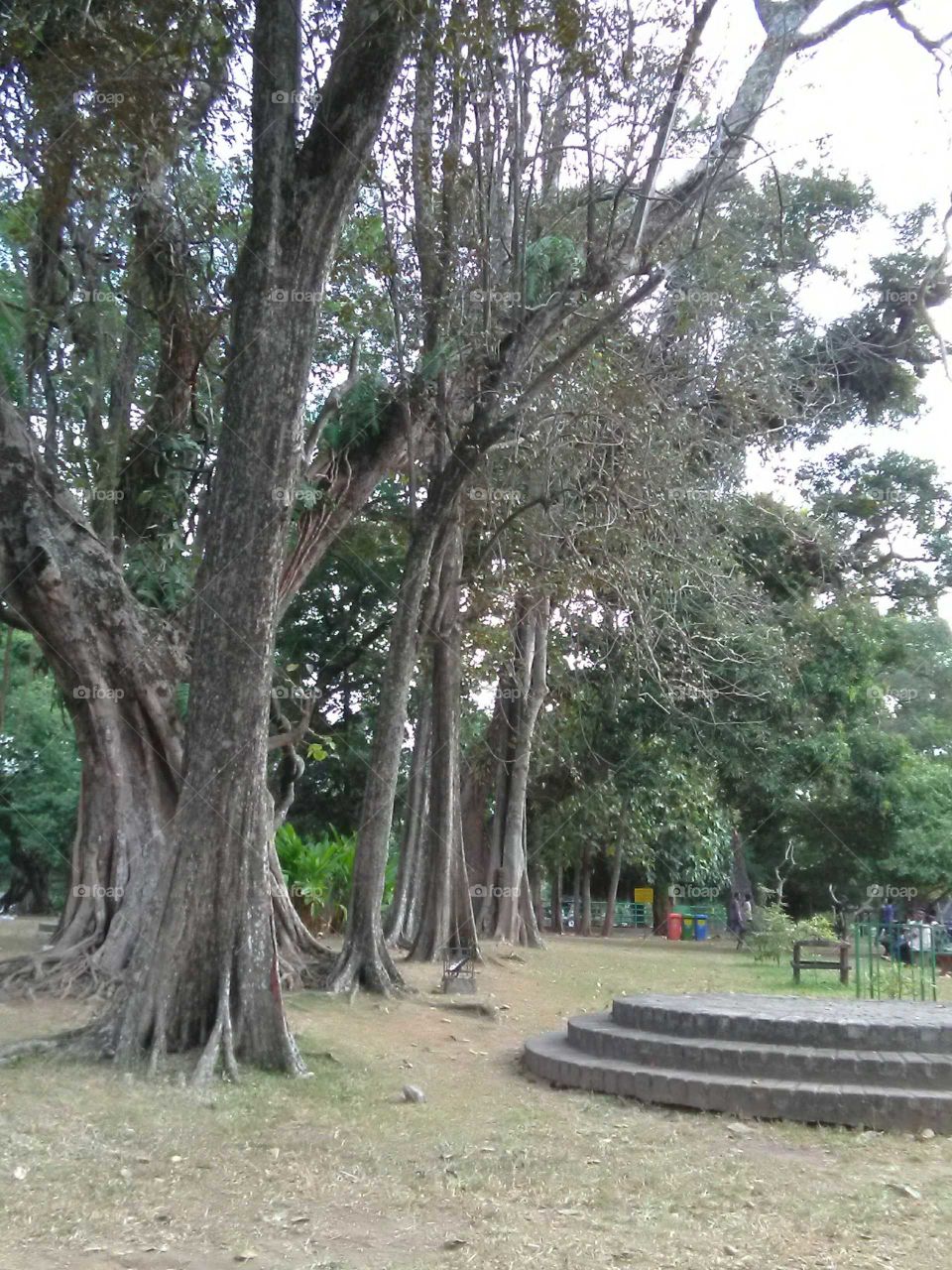 largest trees