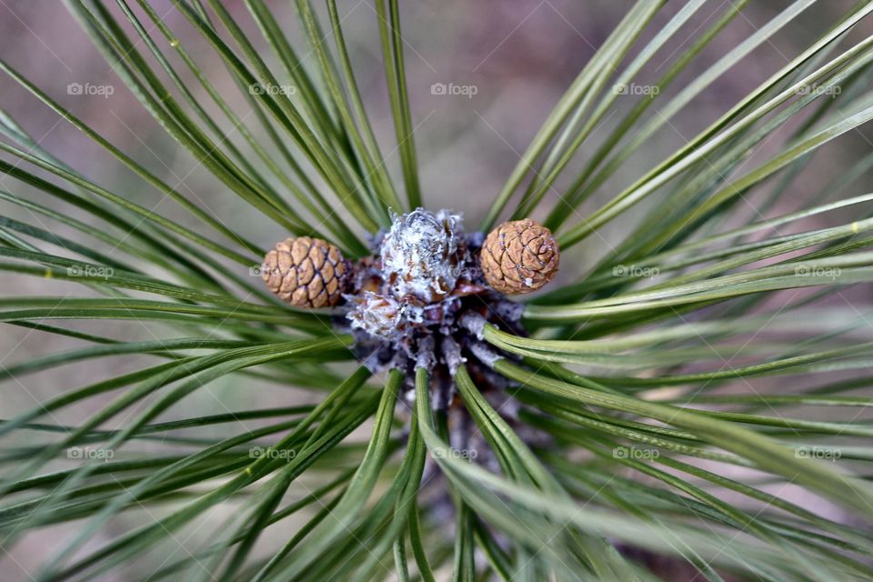 Pine needles and cones