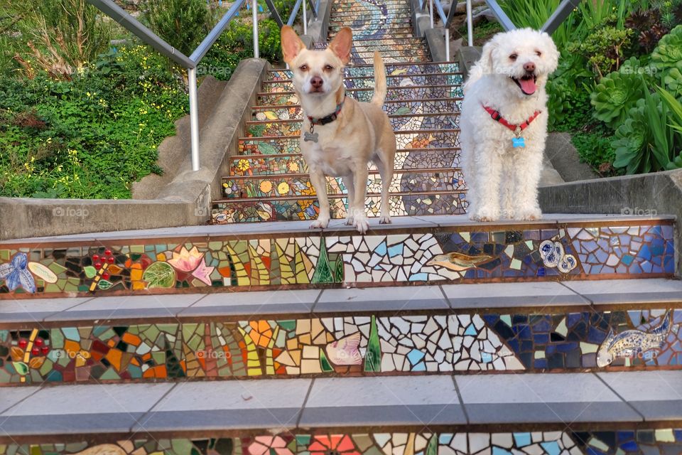 Doggies posing on the tiled Moraga stairs in San Francisco. 