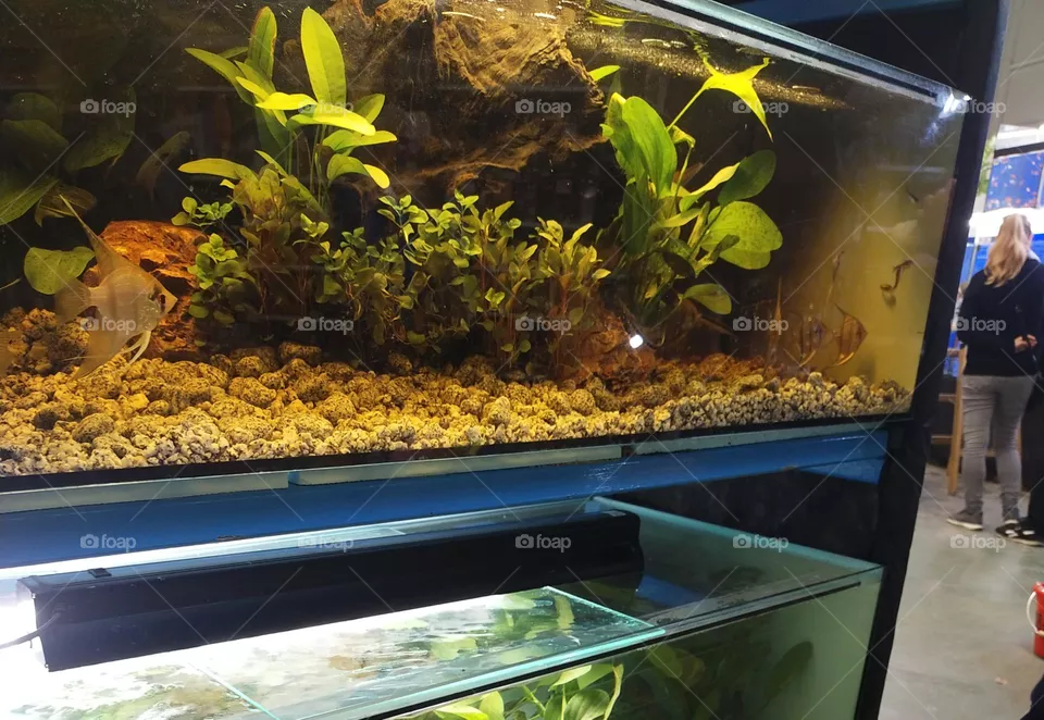 aquarium