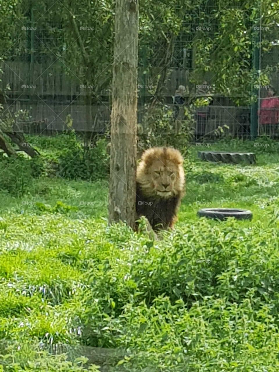 Lion At Zoo