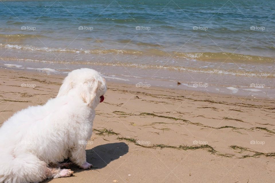 a dog's day at the beach