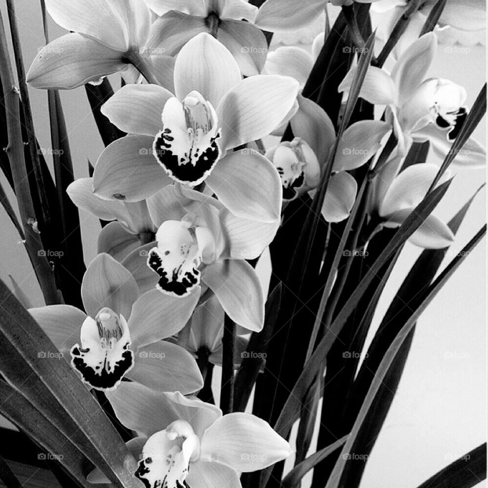 Orchid black and white