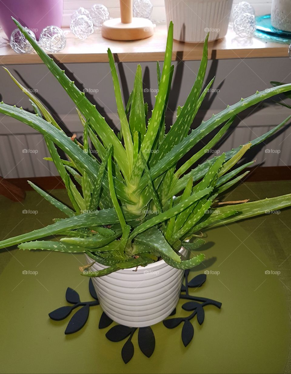 aloe plant