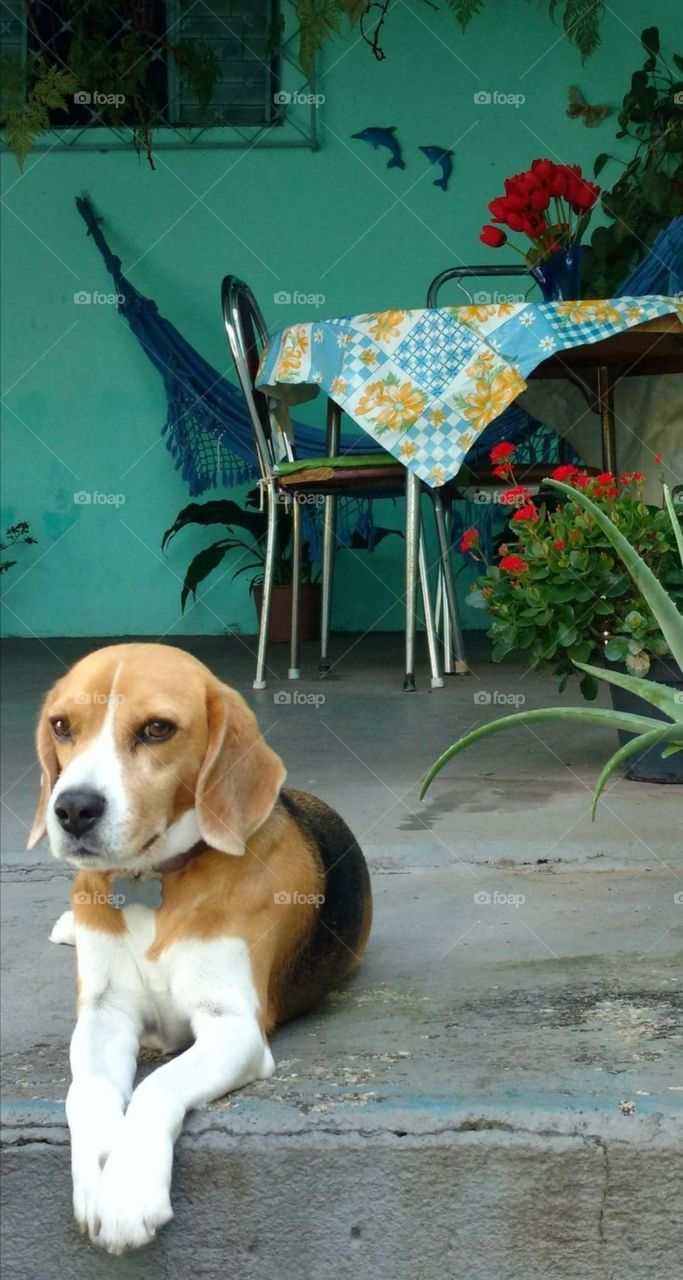 Thoughtful Beagle