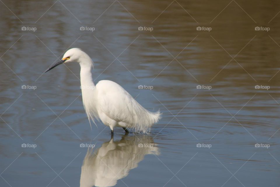 White Egret in the Water