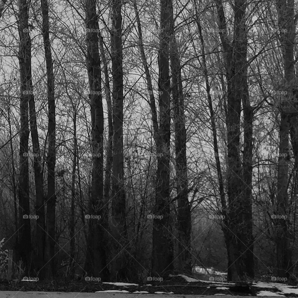 Dark Forest 