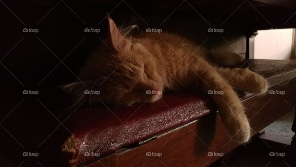 sleeping kitty on piano bench
