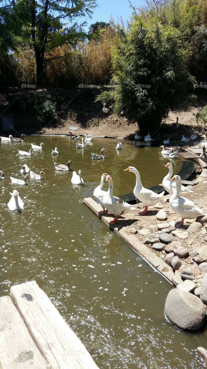 cisnes