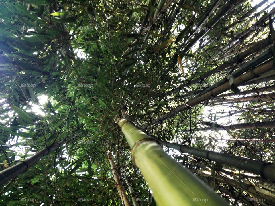Bamboo garden