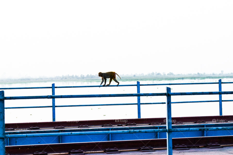 monkey walking in bridge