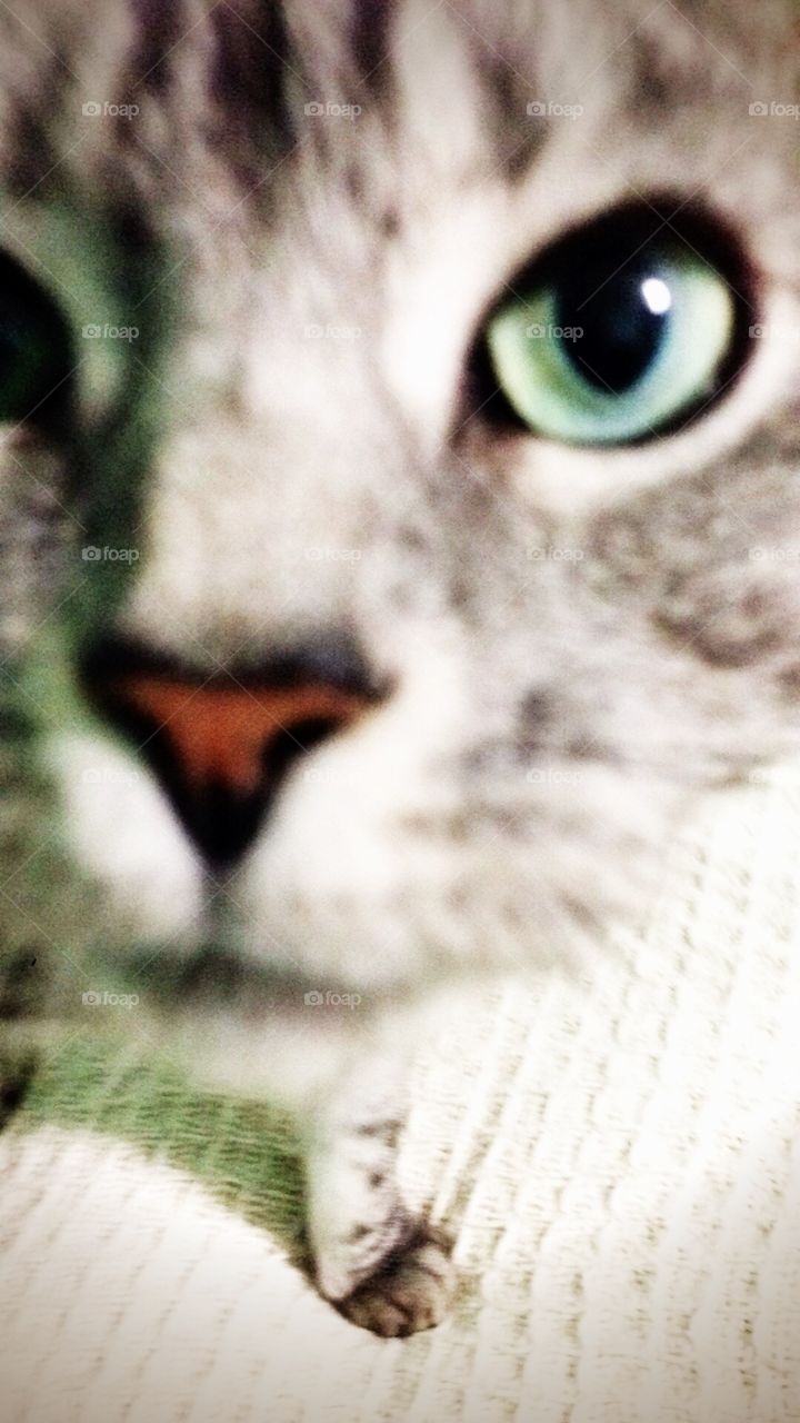 Green-eyed cat closeup. 