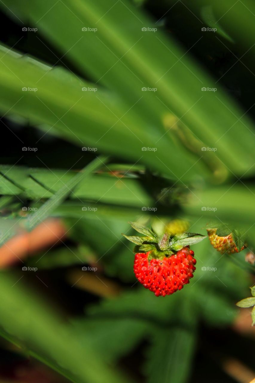 Close up of small wild strawberry among green plants 