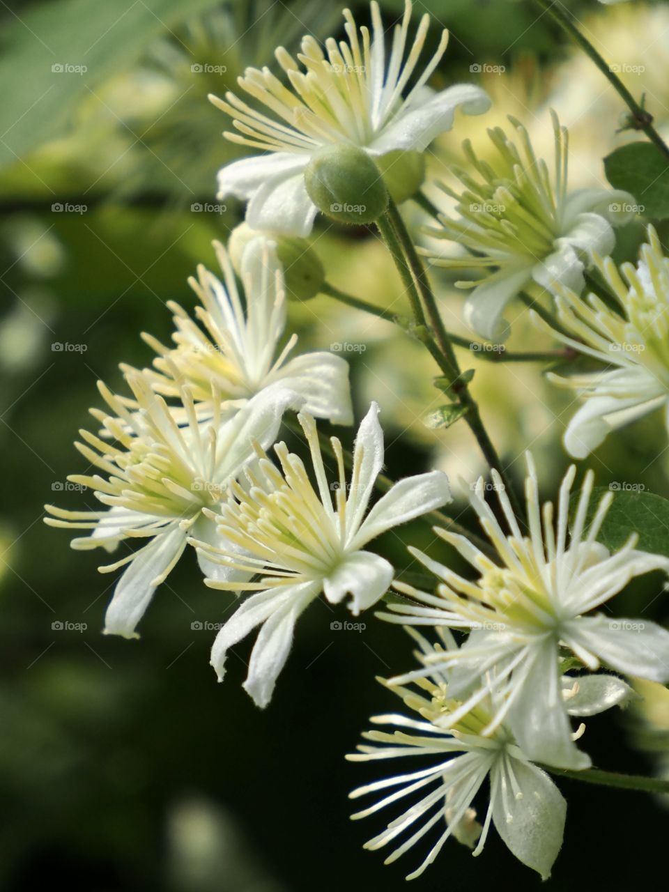 Clematis vitalba
