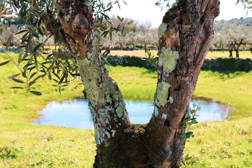 Old olive tree with a pond in the background