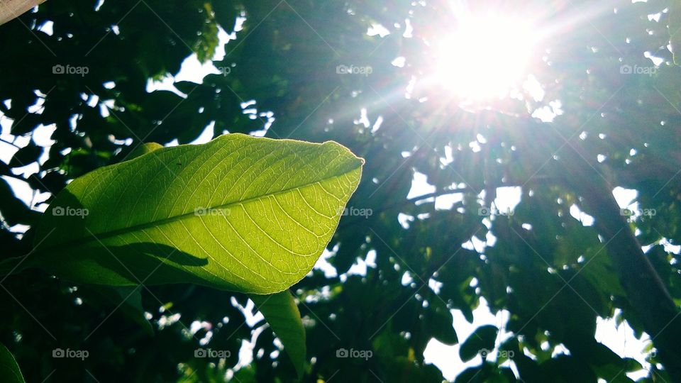 sunlight through tree on leaf