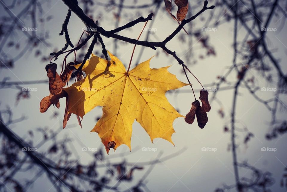 Autumn#leave#tree#season