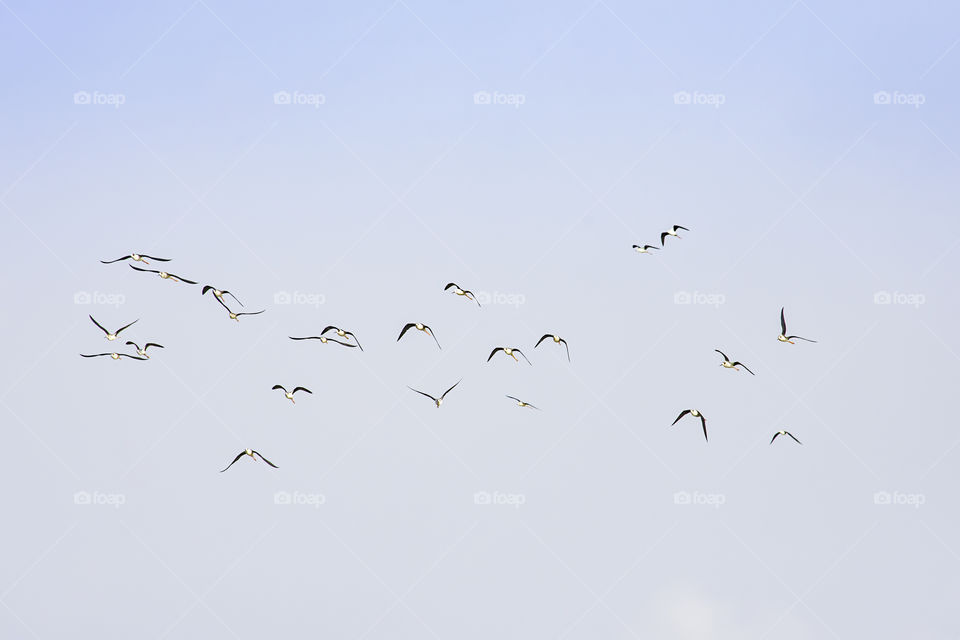 Flocks of birds flying in the sky.