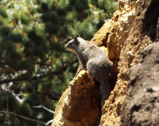 Squirrel 