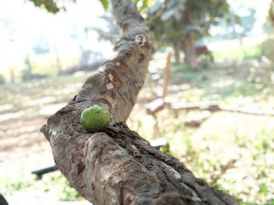 a smaller type of Fruit on a wood