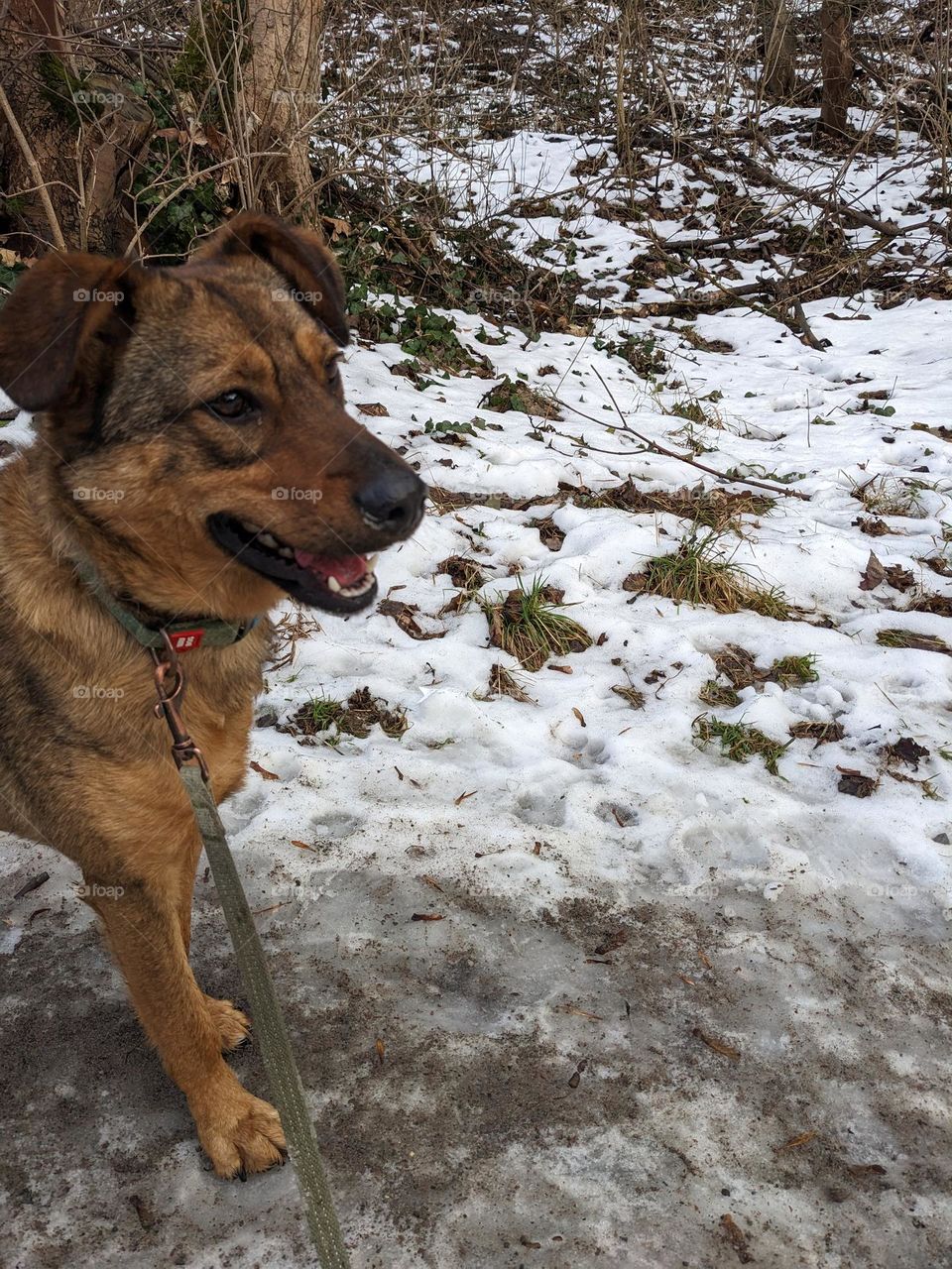 Happy walking dog from the home of rescued animals