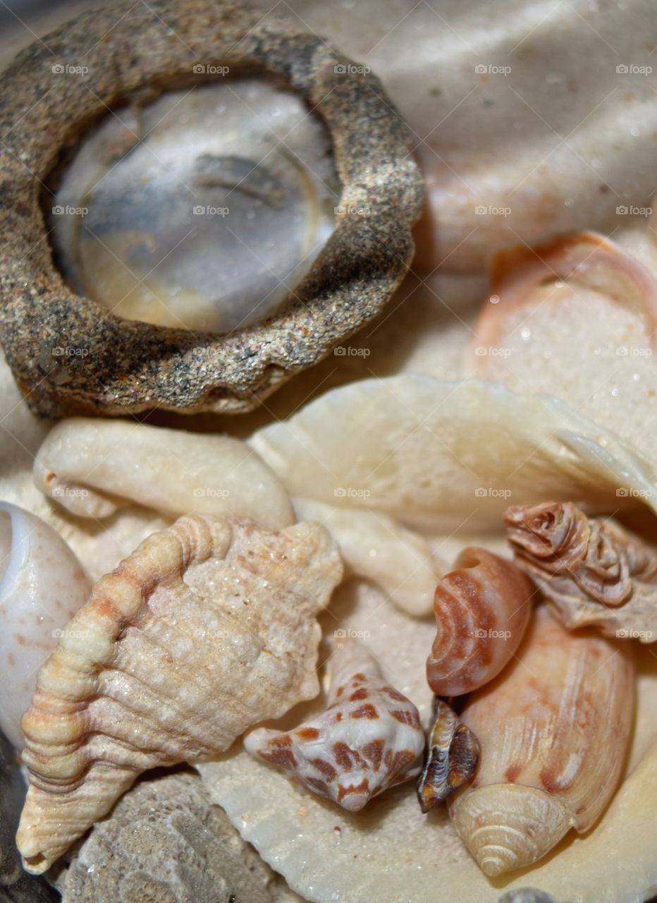 Seashells 