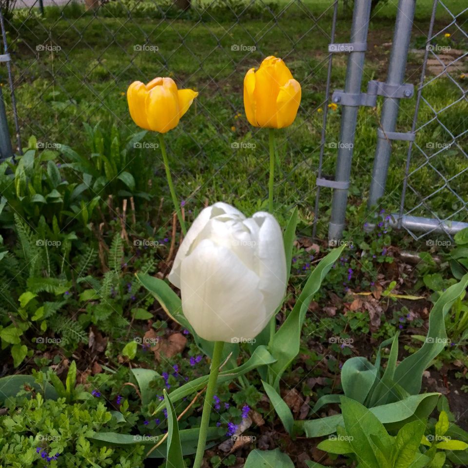 Tulips