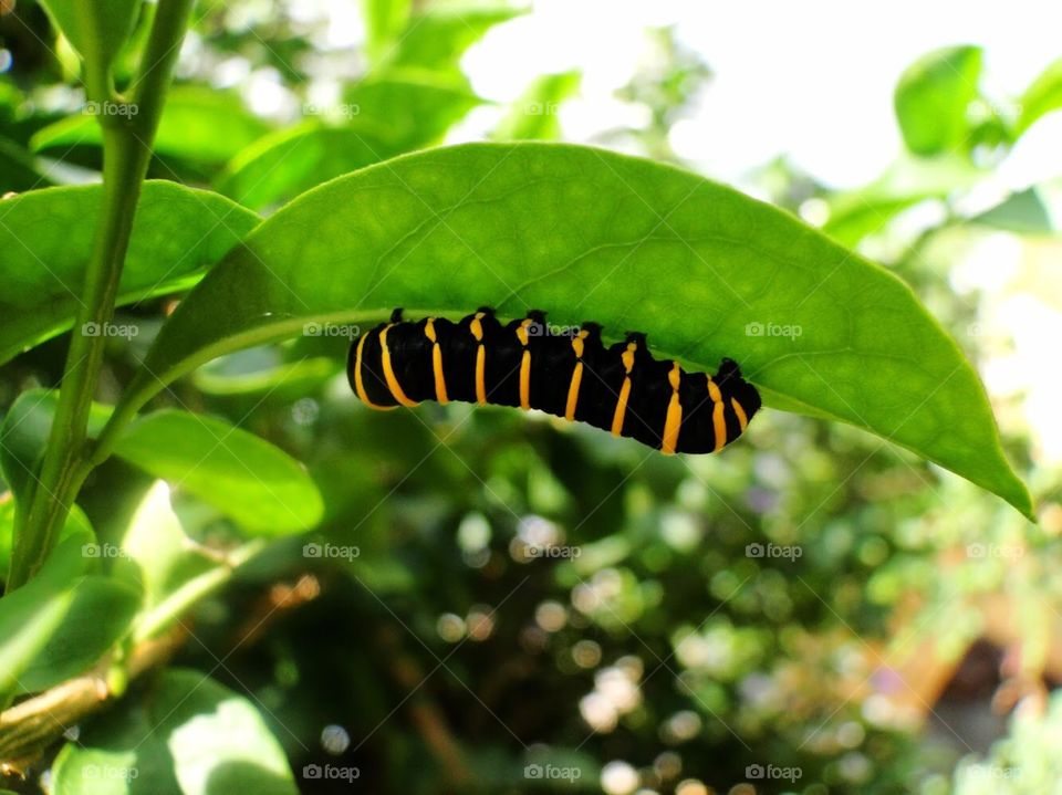 Tiger caterpillar 
