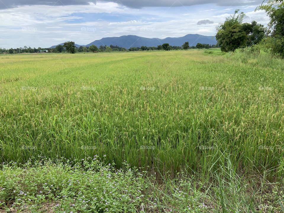 The stories of the rice field, Countryside (Thailand)