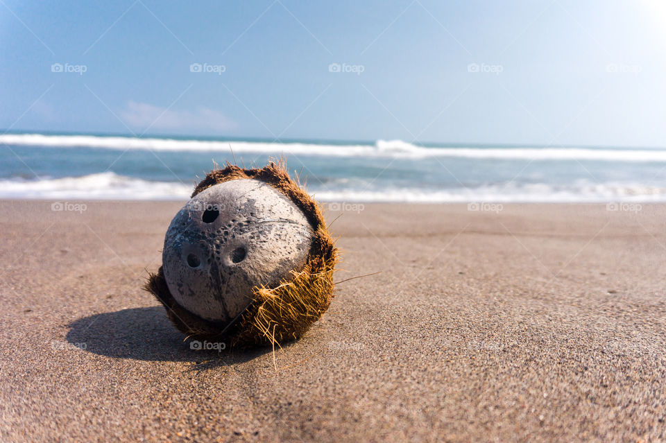 Old coconut fruit lying on the shoreline